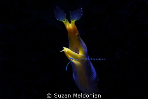 Really Blue shot with snoot and creative side lighting. by Suzan Meldonian 